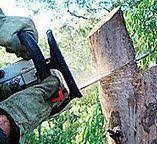 How Our Tree Care Process Works  in  Villas, NJ